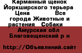 Карманный щенок Йоркширского терьера › Цена ­ 30 000 - Все города Животные и растения » Собаки   . Амурская обл.,Благовещенский р-н